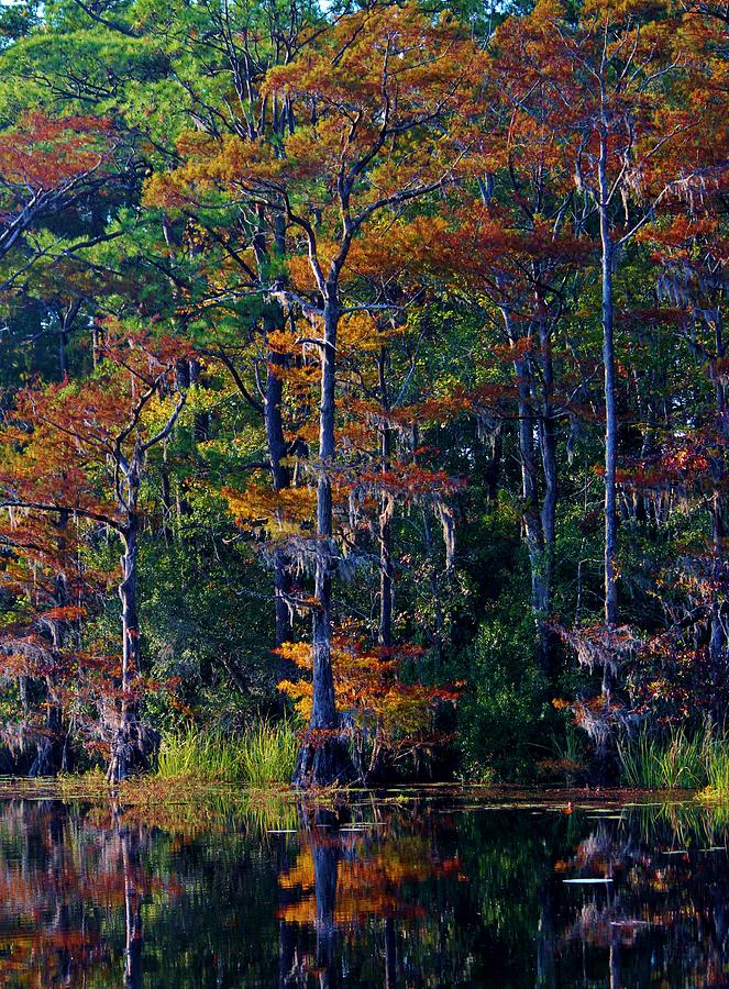 Autumn Trees Photograph by Cynthia Guinn