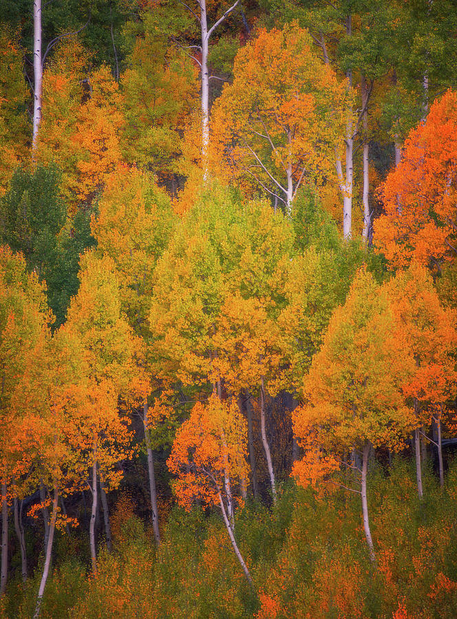 Aspen Trees Photograph - Autumn Trees by Darren White