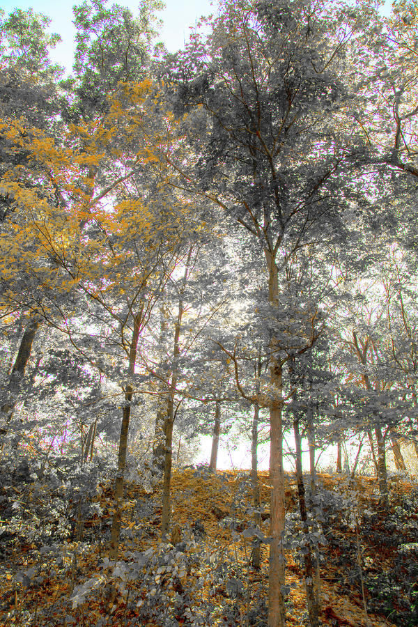 Autumn Trees Photograph by David Stasiak