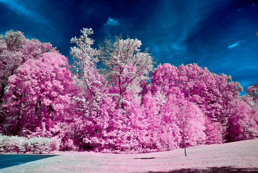 Autumn Trees in Infrared Photograph by Louis Dallara