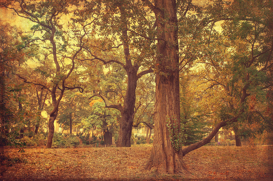 Autumn Trees in Luzanky Park Photograph by Jenny Rainbow