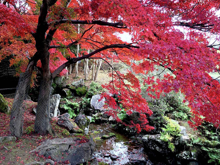 Autumn Trees Photograph by Ira Bansal - Fine Art America