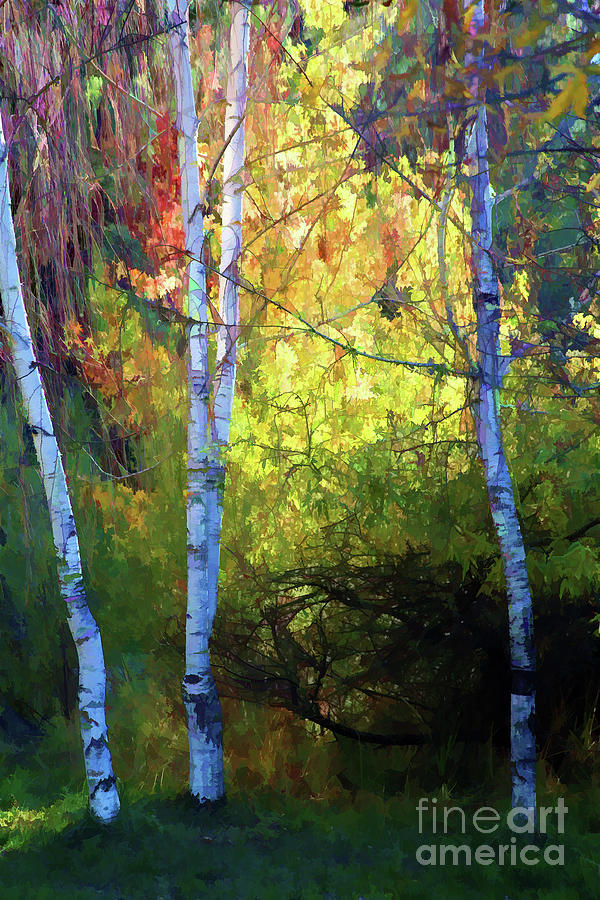 Autumn Trees Leaves Paint  Photograph by Chuck Kuhn