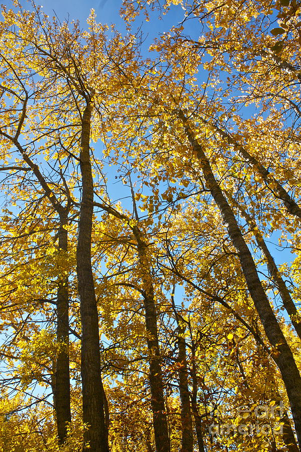 Autumn Trees Photograph by Linda Bianic