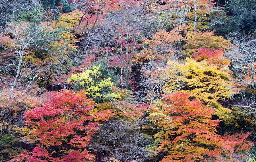 Autumn trees Photograph by Lise-Lotte Larsson | Fine Art America