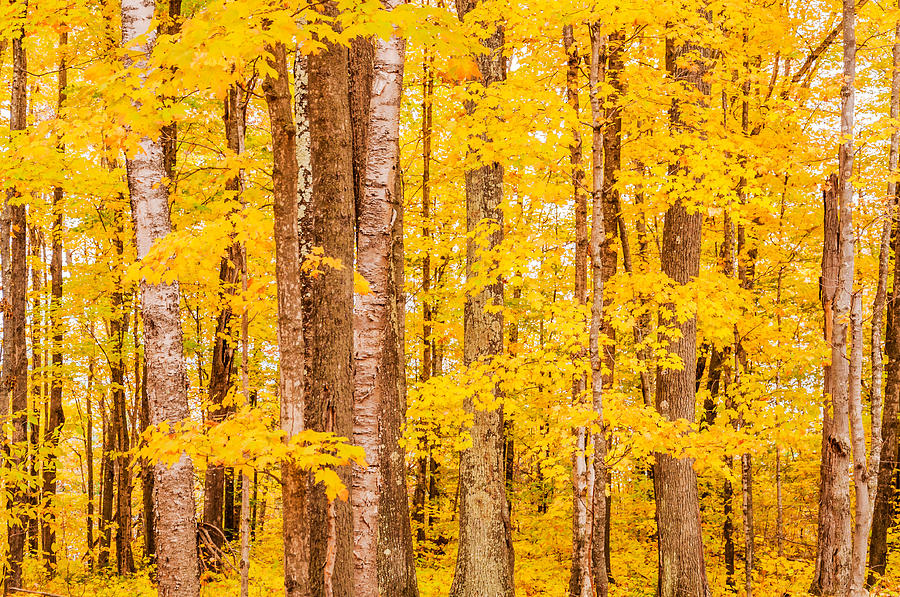 Autumn Trees Photograph by Lonnie Paulson
