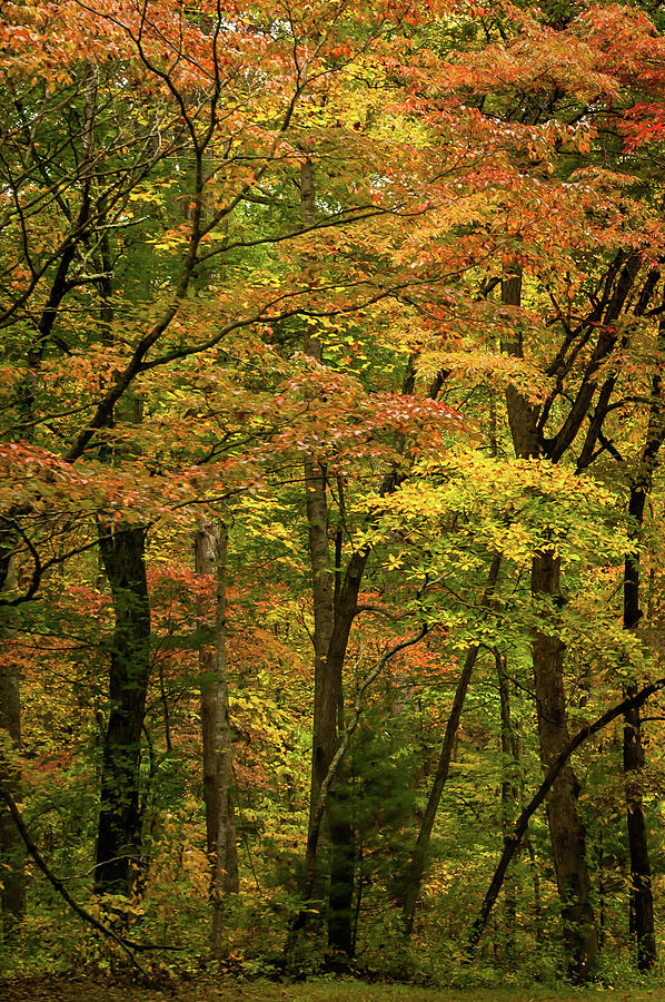 Autumn Trees North Carolina Photograph by Terry DeLuco