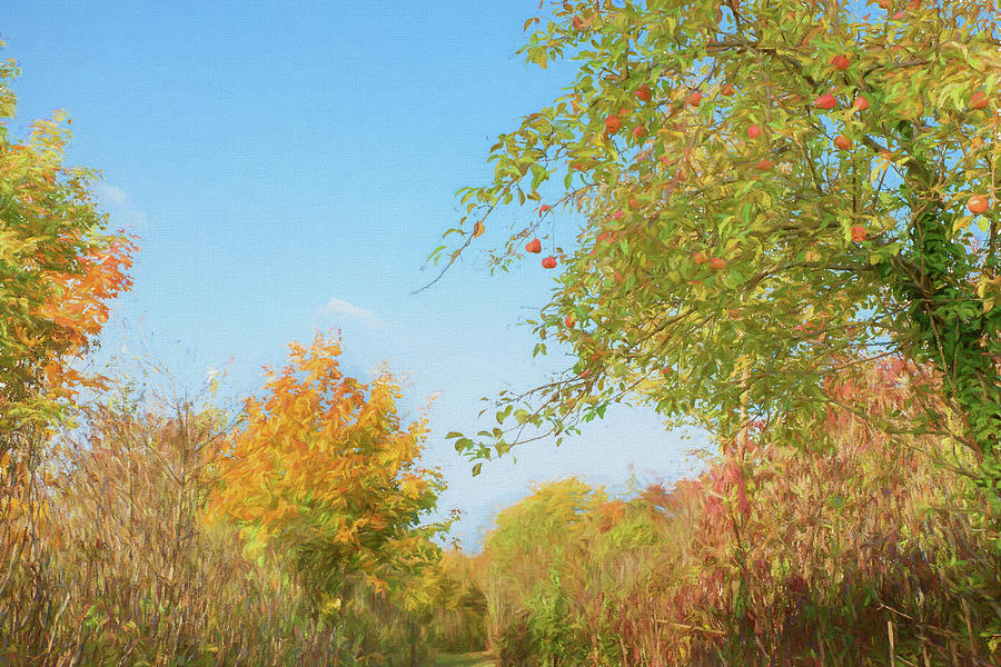 Autumn Trees Digital Art by Roy Pedersen