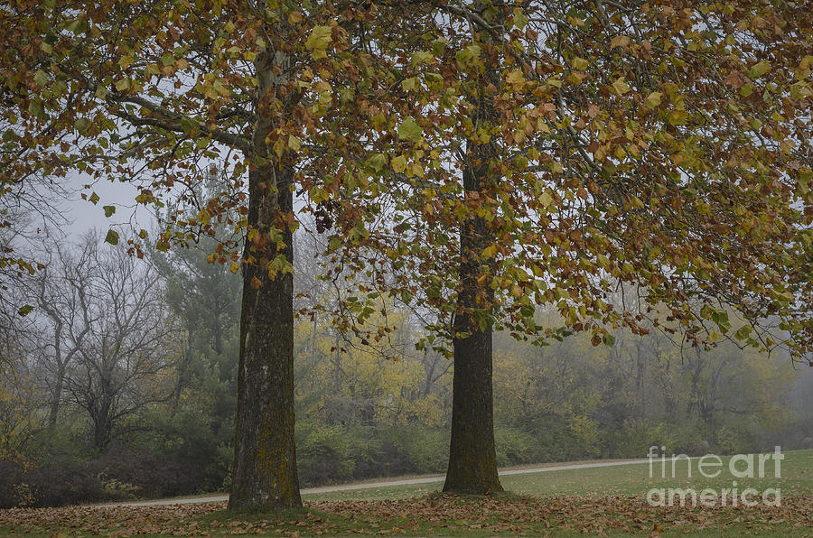 Autumn Trees with Fog Photograph by Tamara Becker