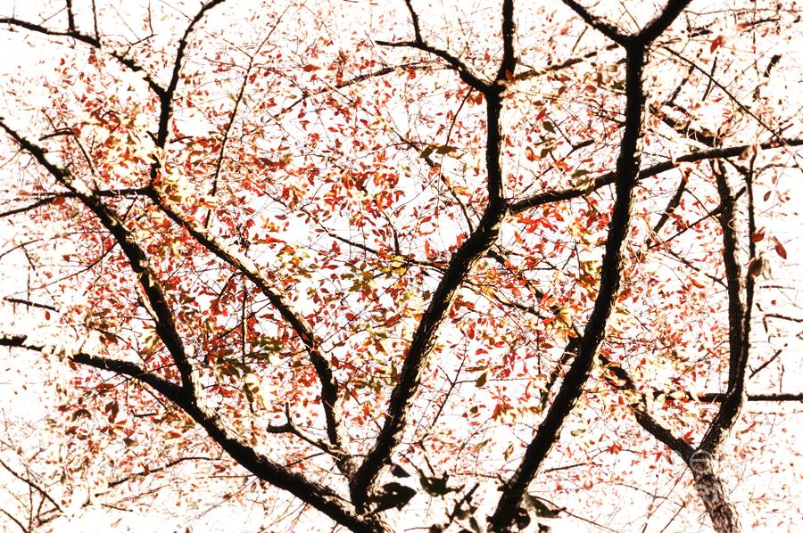 Autumn Treetop Abstract Photograph by Sharon Woerner