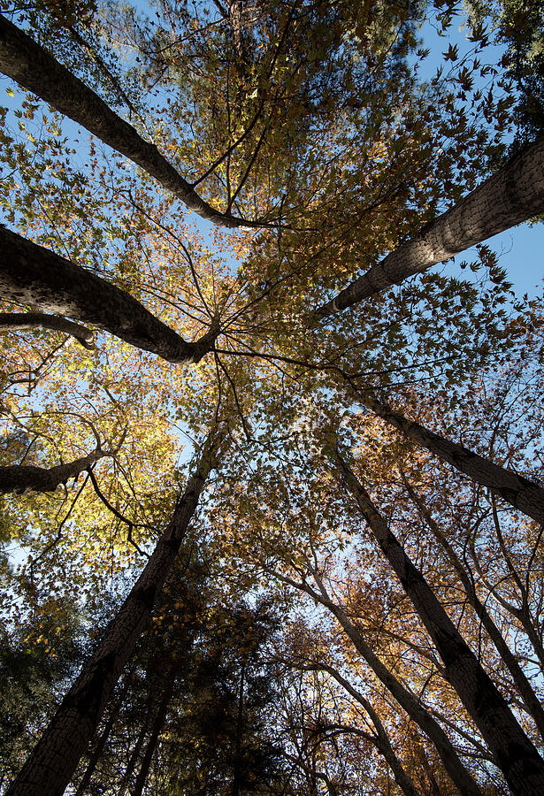 Autumn Treetops Photograph by Michalakis Ppalis