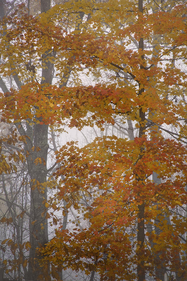 Autumn Tresses Photograph by Rob Travis