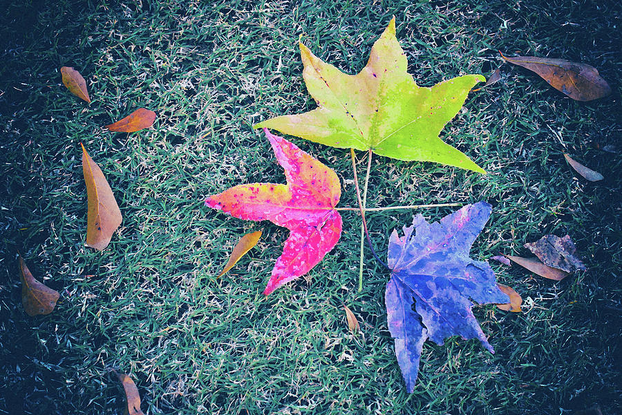 Autumn Trio Photograph by Iryna Goodall