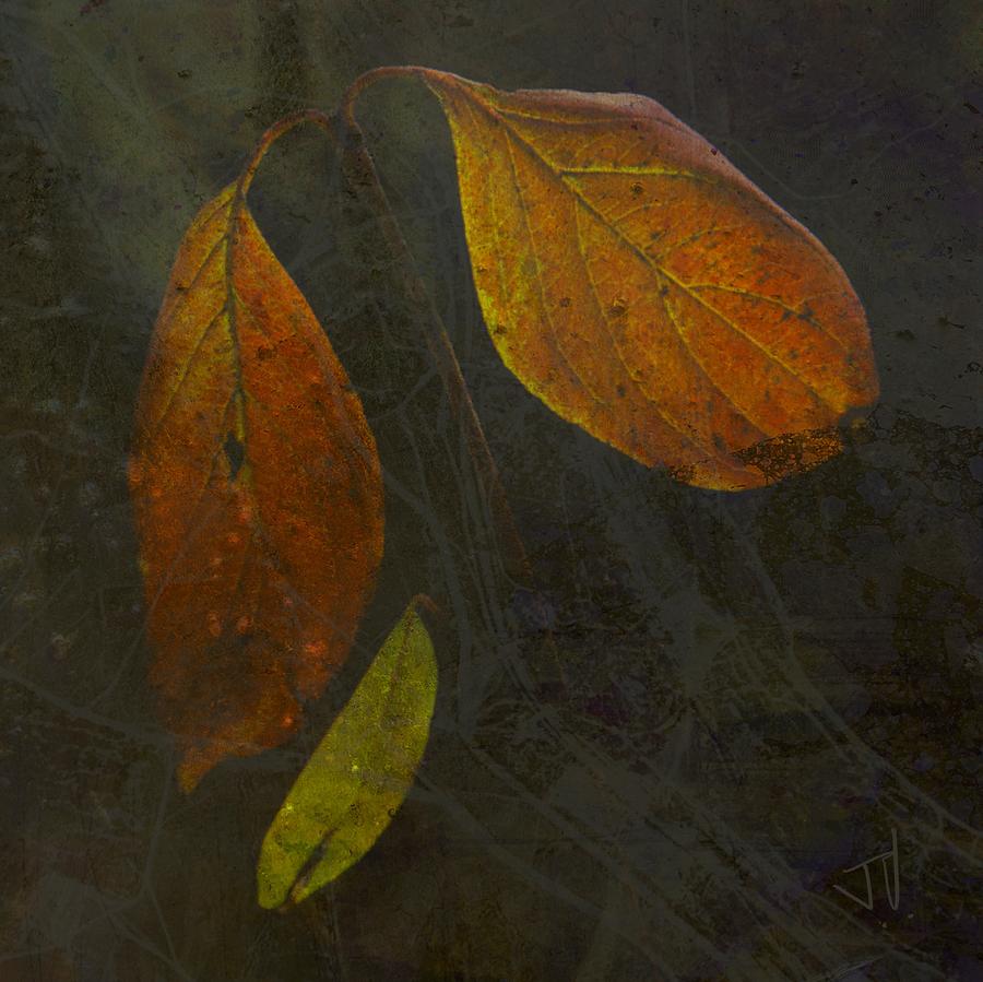 Autumn Trio Photograph by Jim Vance