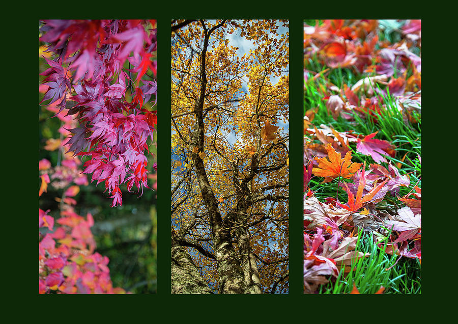 Autumn Triptych Photograph by Martina Fagan