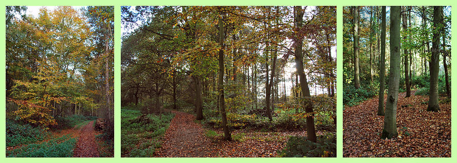 Autumn Triptych Photograph by Terence Davis