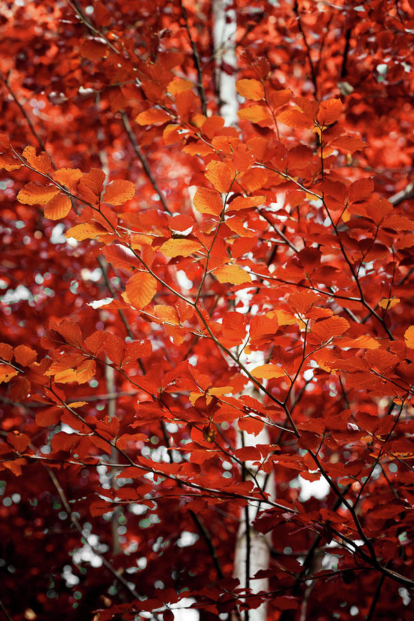 Autumn Triumph Photograph by Philippe Sainte-Laudy