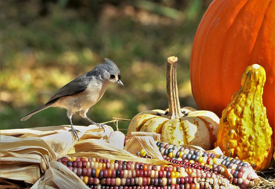Autumn Tufted Titmouse Photograph by Sheila Brown