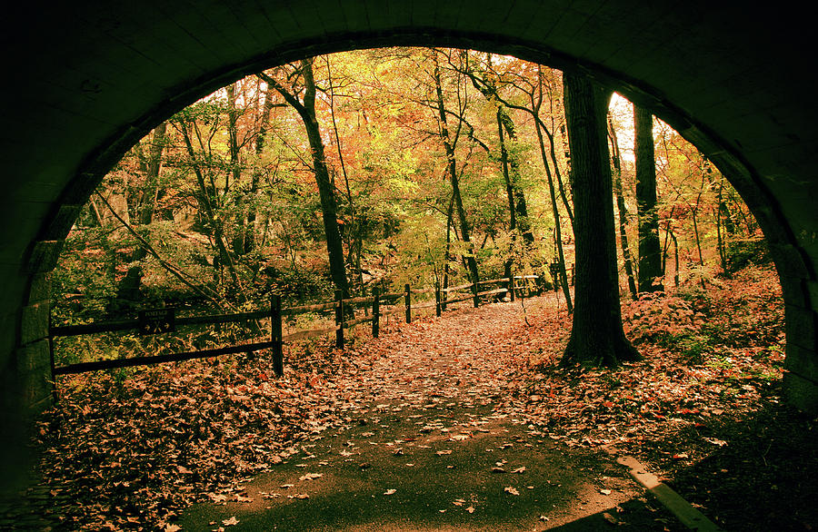 Autumn Tunnel Vision Photograph by Jessica Jenney