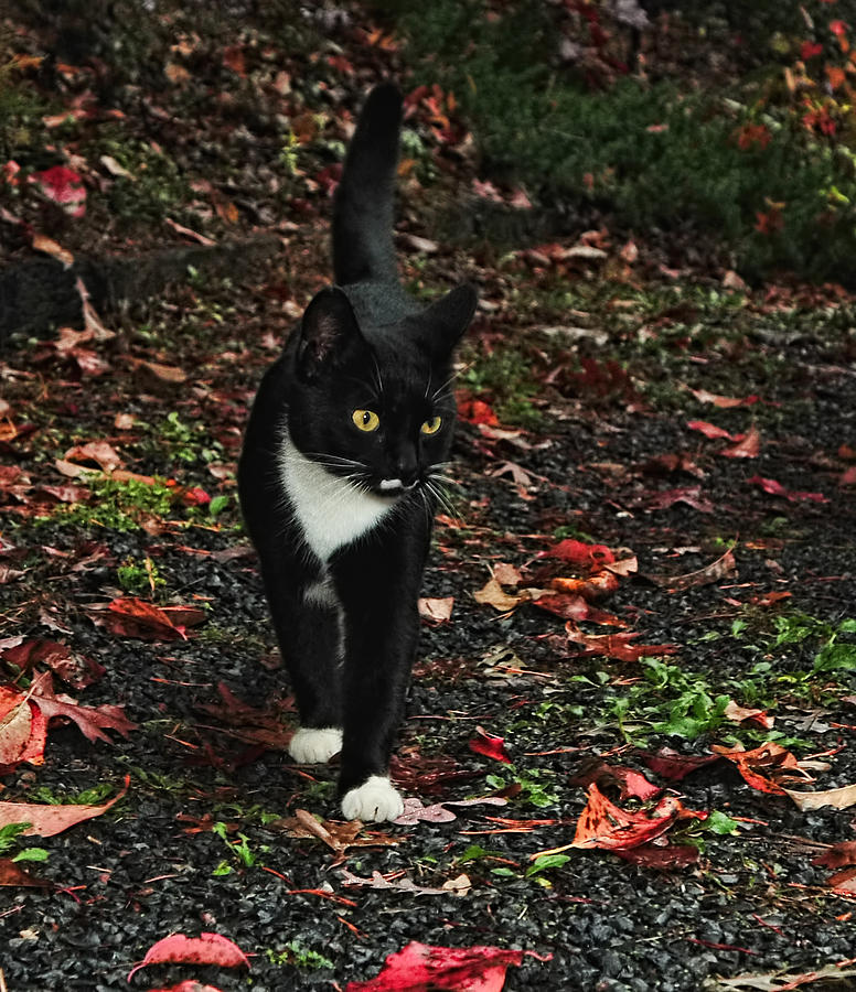 Autumn Tuxedo Kitty Photograph by Lara Ellis