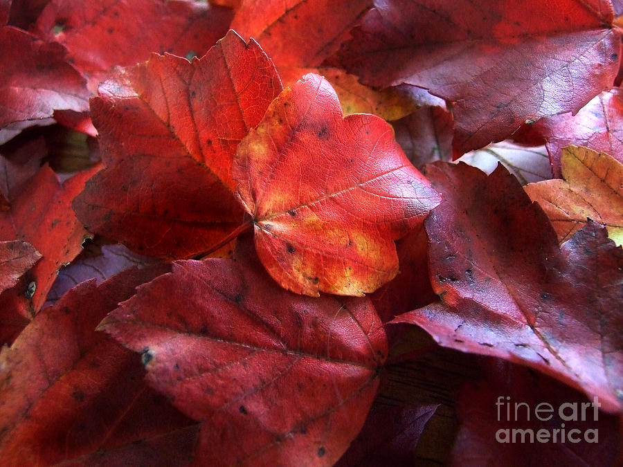 Autumn Twilight Photograph Photograph by Kristen Fox