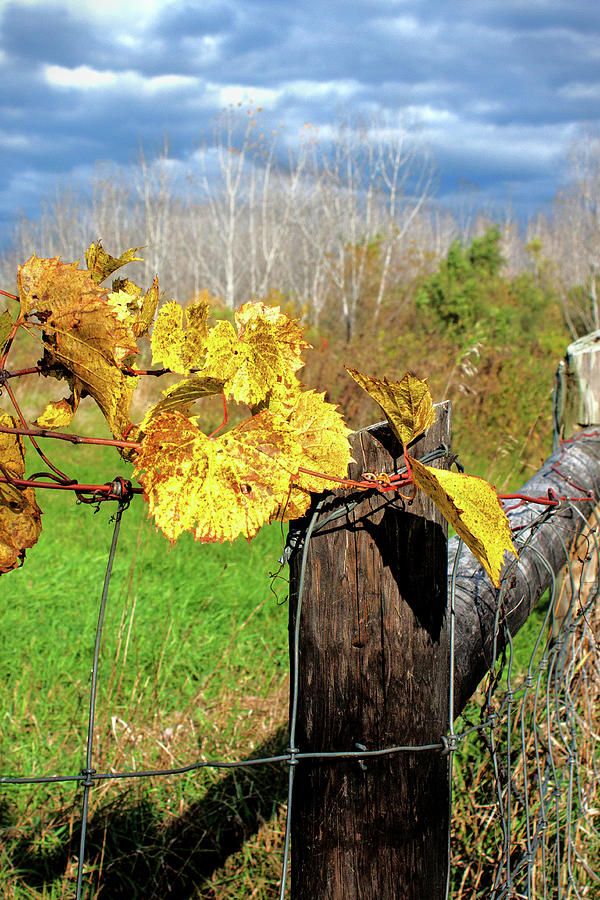 Autumn Vine on the Fence Photograph by Ira Marcus