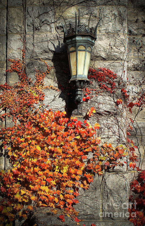 Autumn Vines  Photograph by Colleen Kammerer