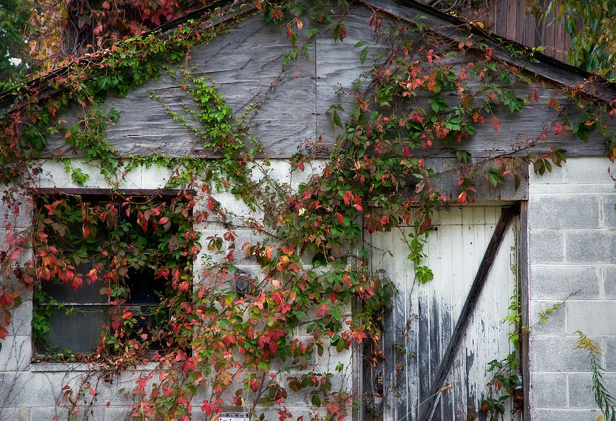 Autumn Vines Photograph by Fred Lassmann