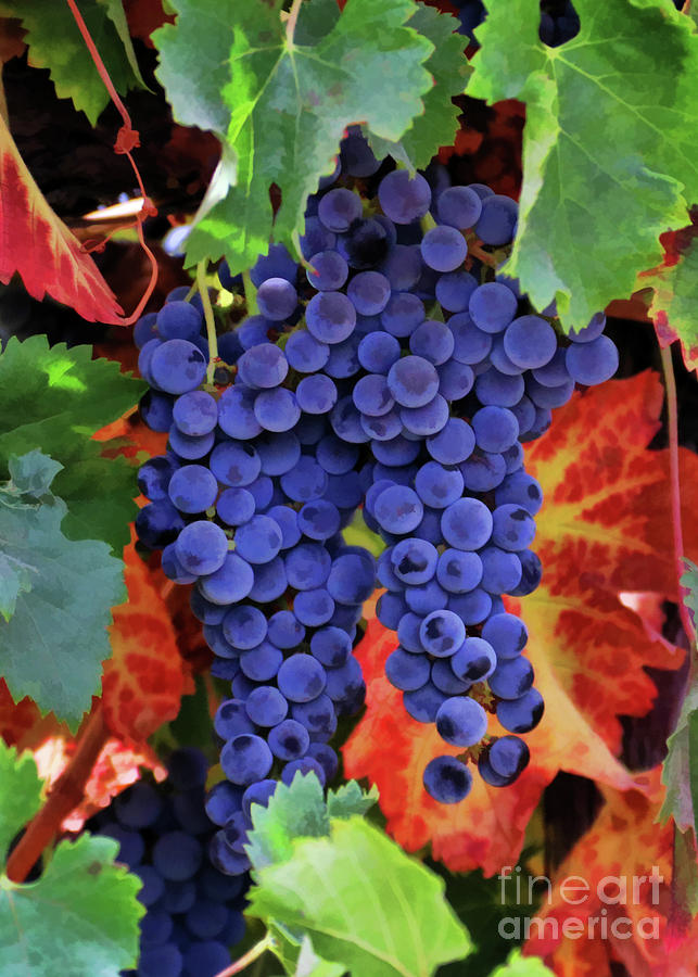 Autumn Vineyard Grapes Photograph by Stephanie Laird