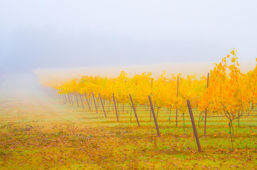 Autumn Vineyard Photograph by Larry Goss