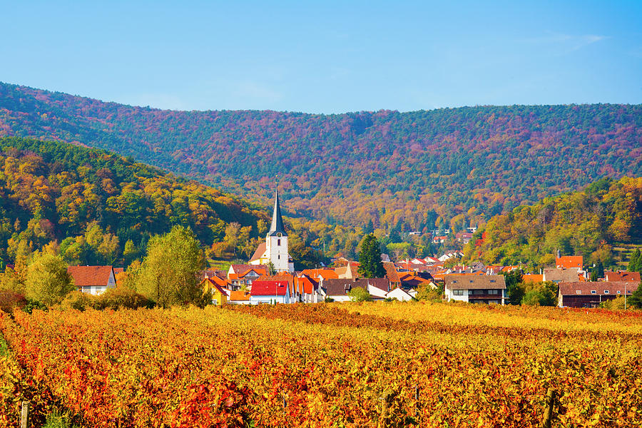 Fall Photograph - Autumn vineyard Palatinate  Pfaizerwald region Germany by Philip Enticknap