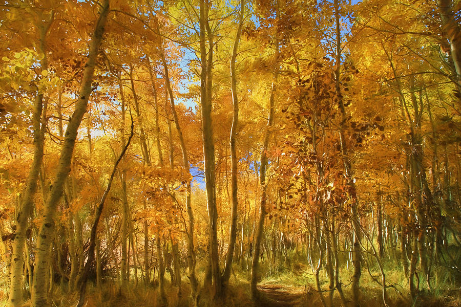 Fall Photograph - Autumn Walk Among the Aspens by Donna Kennedy