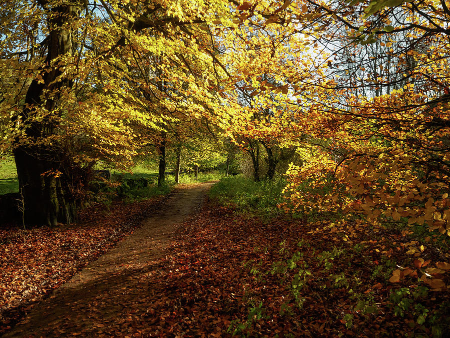 Autumn walk at Tideswell Dale Photograph by Tim Clark