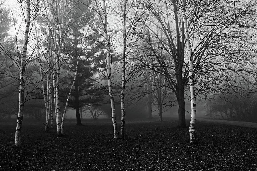 Autumn Walk In The Fog Photograph by Debbie Oppermann