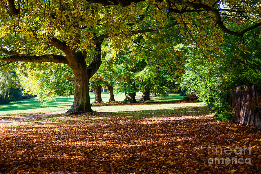 Autumn walk in the park Photograph by Colin Rayner