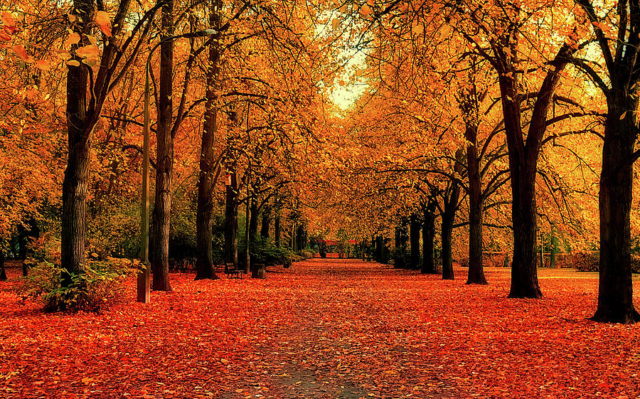 Autumn Walk In The Park Photograph by Mountain Dreams - Fine Art America