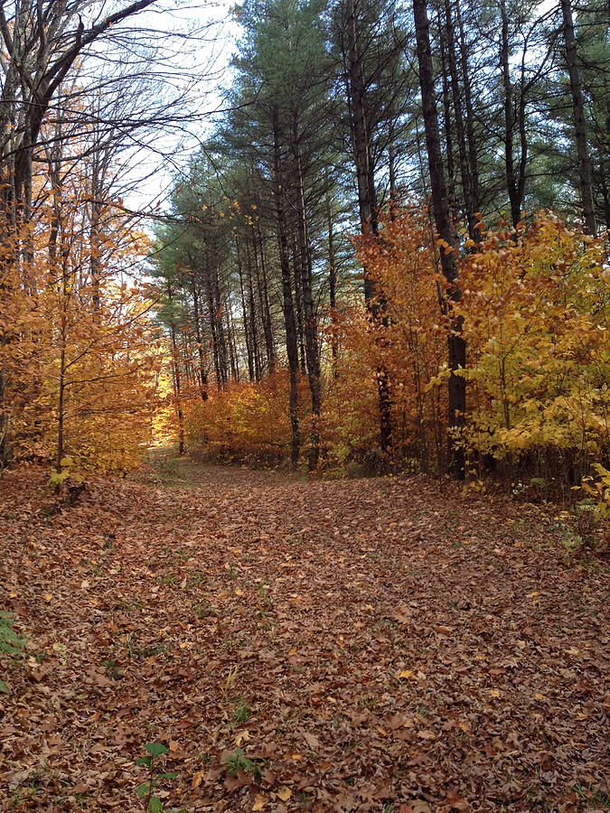 Fall Photograph - Autumn Walk in the Woods by Eric Gottesman