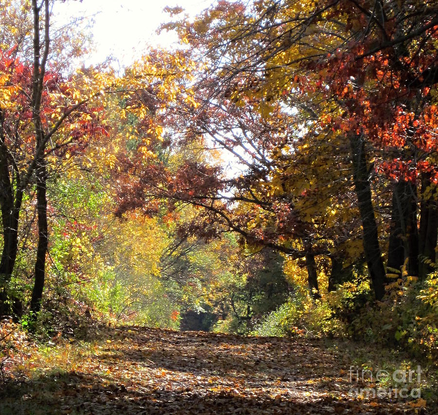 Autumn Walk Photograph by Kathie Chicoine