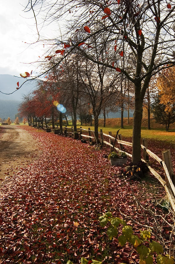 Fall Photograph - Autumn Walk by Peter Olsen