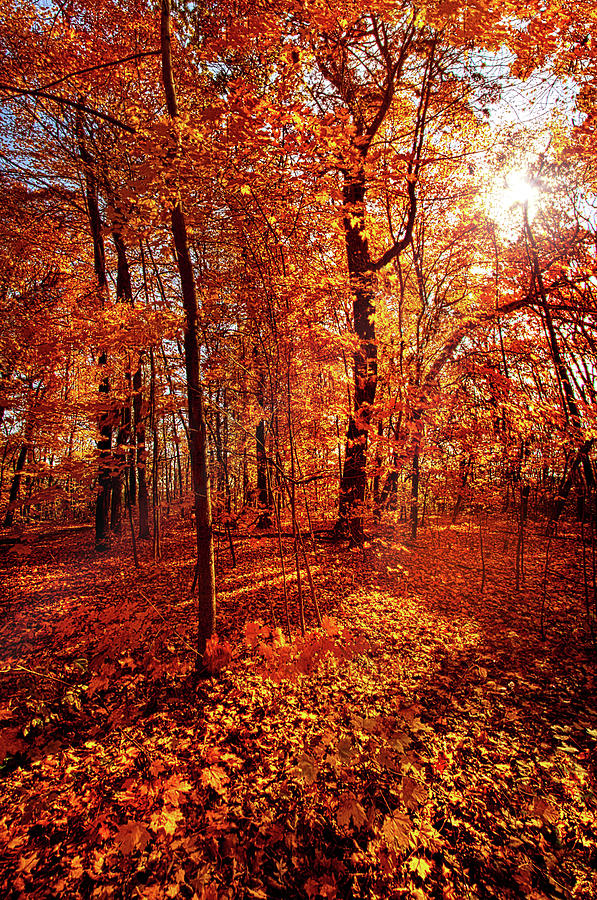 Autumn Walk Photograph by Phil Koch