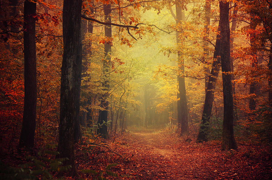 Colorful fall forest phototgraphy print Pyrography by Zsolt Zsigmond ...