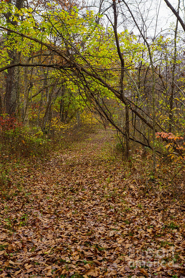 Autumn Walkway Photograph by Jennifer White