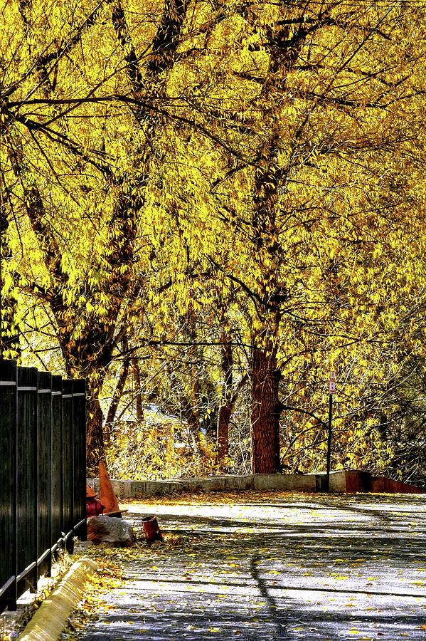Tree Photograph - Autumn Walkway by Jerry Sodorff