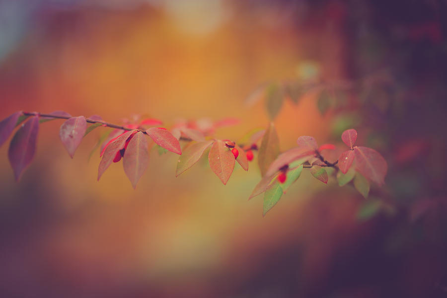 Autumn Warmth Photograph by Shane Holsclaw