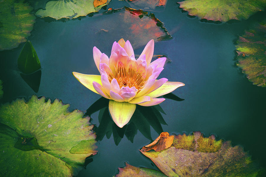Summer Photograph - Autumn Waterlily by Jessica Jenney