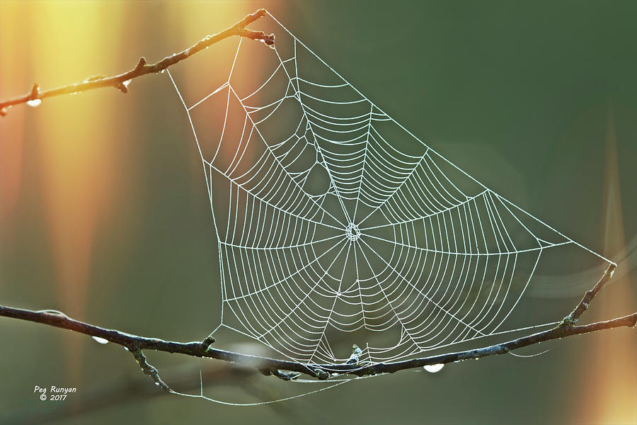 Nature Photograph - Autumn Web by Peg Runyan