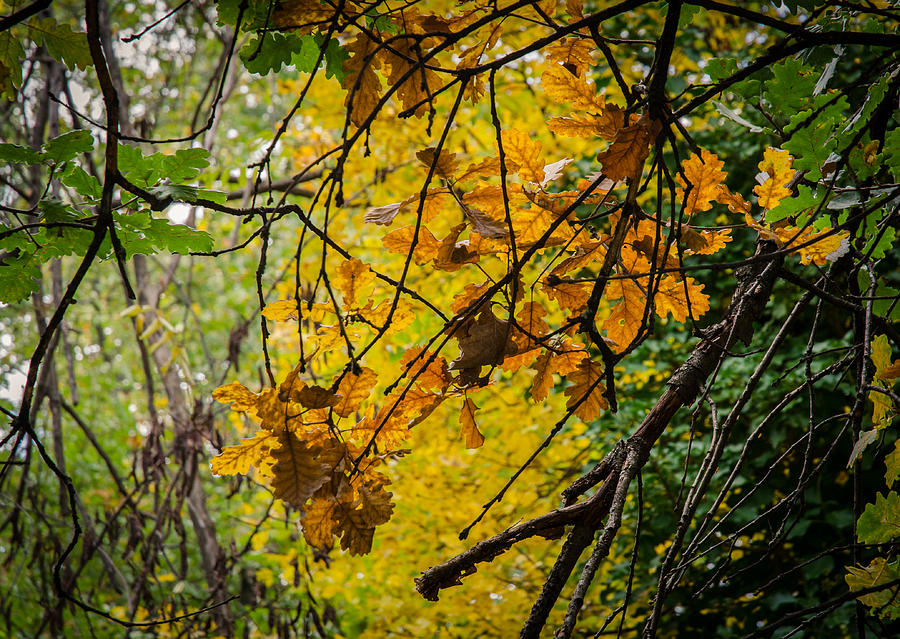 Autumn whispers Photograph by AM FineArtPrints