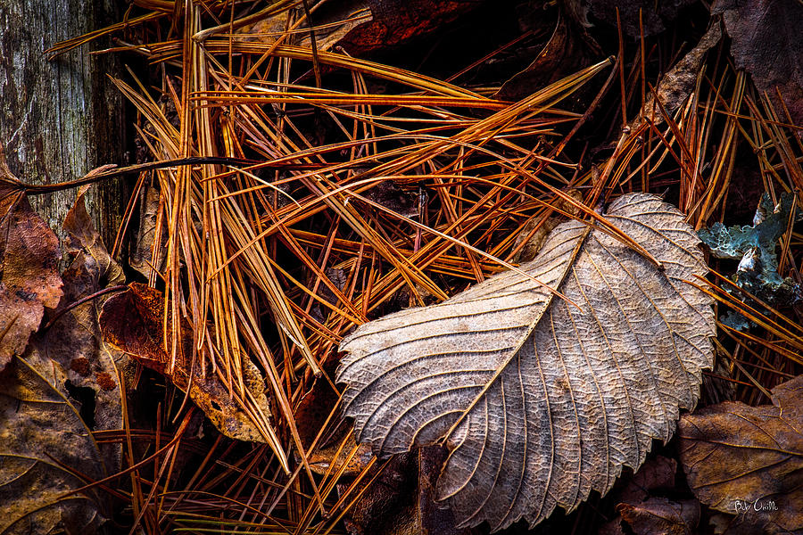 Autumn Whispers Photograph by Bob Orsillo