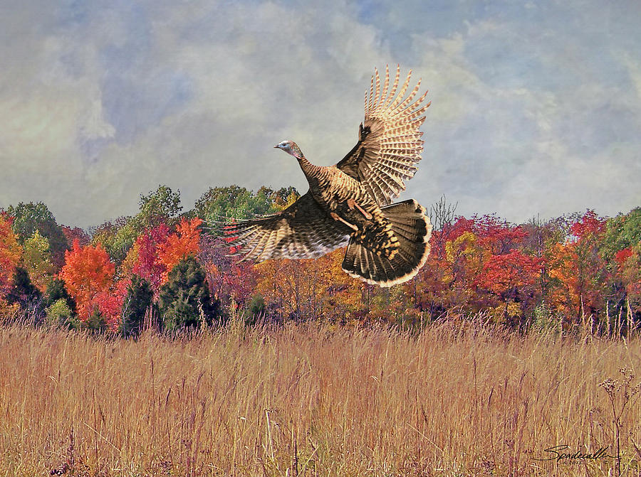 Autumn Wild Turkey Digital Art by M Spadecaller