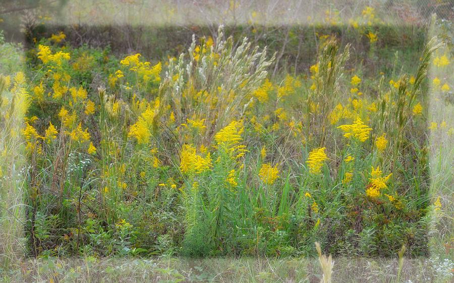 Autumn Wildflowers 15-02 Photograph by Maria Urso